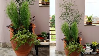 टूटे हुए गमले में Plants का arrangement  Arrangement of plants in broken pot [upl. by Secrest]