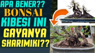 Bonsai KIBESI gaya sharimiki sageretia sp sharimiki style [upl. by Ylekalb950]