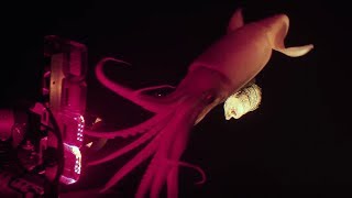 Jumbo squid caught on camera for Blue Planet II  Our Blue Planet  BBC Earth Explore [upl. by Ahsakal]