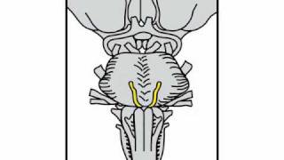 Neurologic Exam Cranial Nerves Anatomy  Cranial Nerve 6 [upl. by Nitsirt941]