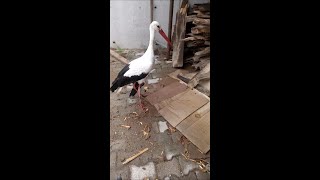 Injured Stork Yaralı Leylek [upl. by Sancho]