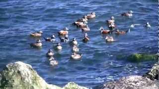 Barnegat Inlet Winter Waterfowl  HD VIdeo [upl. by O'Doneven]