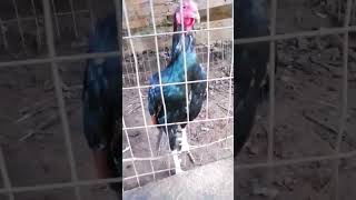 Gallo negro peliculas shortviral [upl. by Jolee]