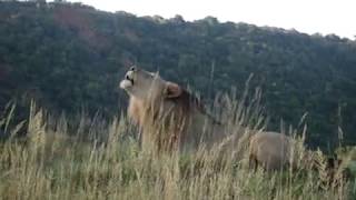 Leão rugindo em safári Shamwari Game Reserve África do Sul [upl. by Aliuqahs]