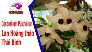 Orchids Flowers  Dendrobium Pulchellum  Lan Hoang Thao Thai Binh [upl. by Eanore]