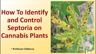 How To Identify and Control Septoria on Cannabis Plants [upl. by Ermina]