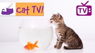 Cat TV  30 Min Fish Swimming in Tank Combined with Calming Music Engaging TV for Cats Ep 4 [upl. by Ahsets]