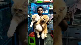 Persian cat price in Bangladesh [upl. by Moria]