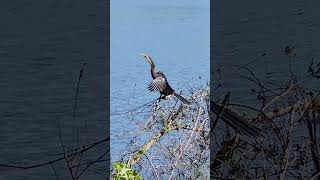 Anhinga spreading his wings [upl. by Demitria]