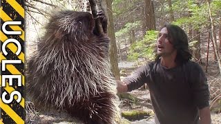 How to CATCH Natures BIGGEST PRICK  The PORCUPINE [upl. by Alexandros]