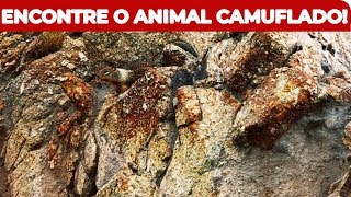 TE DESAFIO A ENCONTRAR OS ANIMAIS CAMUFLADOS NAS IMAGENS [upl. by Mattie]