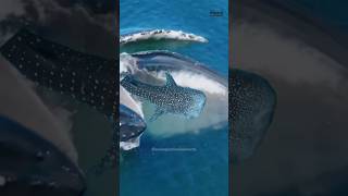 The whale swallows a large whale shark amazing whale movie [upl. by Nwahsd612]