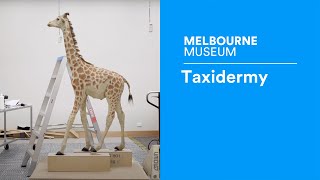 Discover Documentary 1  Taxidermy [upl. by Ameyn]