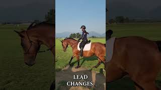 Flying lead changes with halter horse horselover [upl. by Eibrab850]