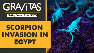 Gravitas Biblical Plague 503 people stung by Scorpions in Egypt [upl. by Nabroc]