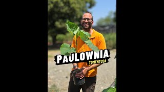 Come si cura e quando fare il quotTaglio Tecnicoquot della Paulownia Tomentosa [upl. by Eerej]