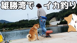 【海中映像】イカ釣り2日目。今夜の晩酌はイカとキスの天婦羅に！？4種釣り【宮城県石巻市】 [upl. by Assilav]