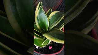 My Beautiful snake plants plants relaxing beautiful shortvideo [upl. by Septima211]