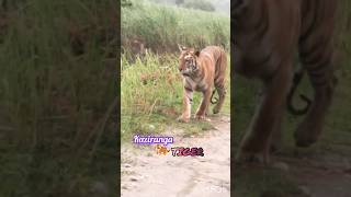 Kaziranga Tiger Is Back 🐅 animalsshorts kaziranga [upl. by Ahsenauq]