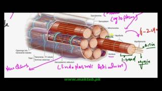 FSc Biology Book2 CH 16 LEC 12 Skeletal Muscles and Sliding Filament Model [upl. by Aicelef]