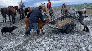 Rescuing an Orphan Calf Across Dangerous Rivers  Otto Kilcher [upl. by Bigg616]