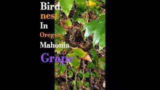 Mahonia Oregon grape bird nest [upl. by Mcroberts]