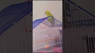 ma tota ma tota poem by sweet parrot😍😍parrotviralshorts [upl. by Narayan12]