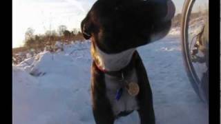 Tara and Sash staffies playing in the snow slow motion video [upl. by Erine]