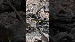 Você teria coragem de visitar a Ilha das Cobras 🐍🛑 shorts curiosidades cobra ilhadascobras [upl. by Socher15]