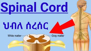 How Spinal Cord Works ascending tractsdescending tracts ህብለ ሰረሰር የአንጎል ክፍል እንዴት ይሰራል spinalcord [upl. by Inilahs841]