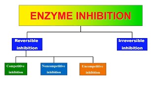 Enzyme inhibition Animation  Competitive noncompetitive uncompetitive amp irreversible inhibition [upl. by Bennink]