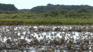 Pinkfooted Geese At Martin Mere [upl. by Thisbe]