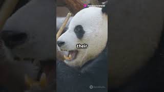 Why pandas are such a fascinating and elusive animal [upl. by Hsirrap]