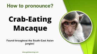 How to pronounce CrabEating Macaque in English Correctly [upl. by Ardnassac613]