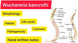 wuchereria bancrofti Zoology BSC 3rd year handwritennotes hpu viralvideo likeandsubscribe [upl. by Freedman]