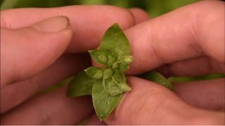 How To Identify Chickweed Plants [upl. by Jaret]