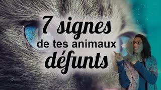 7 signes que vos animaux défunts vous parlent  Pauline Connexion animale [upl. by Laehcim]