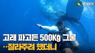 혹등고래 파고든 500Kg 그물···잘라주려 했더니 [upl. by Nevada142]