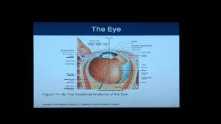 Anatomy and Physiology Help Chapter 17 Light OverviewFlythrough of Special Senses [upl. by Bonnette]