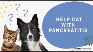 FAQ How can I help my cat with pancreatitis [upl. by Rabaj]