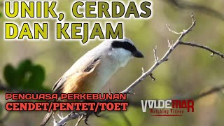 BURUNG PENTET CENDET TOET kicaumania [upl. by Ettelliw672]