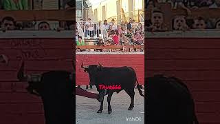 toros bull toro animals torobravo santoszapateria vaca [upl. by Carolynne]