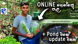 Online Aqua Plants order කරමුද​ Pond එක පැත්තෙත් යමු [upl. by Moyers]