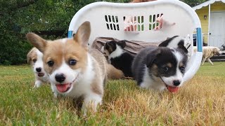 Baby Corgi Puppies in Basket [upl. by Bannon]