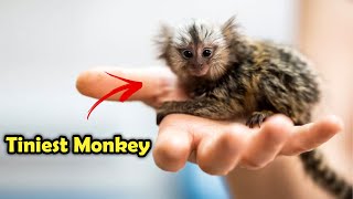 Meet the Pygmy Marmoset  Earths Smallest Primate [upl. by Acinorahs]