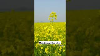 Main Zindagi Hun Lekin Song agriculture sad newsong lovesong tiktokvideo hindisong [upl. by Wadlinger425]