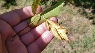 ID That Tree Eastern Hop Hornbeam [upl. by Alasteir729]