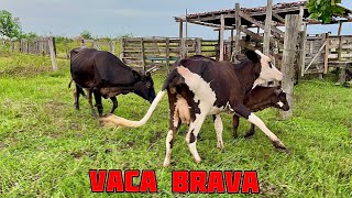 Apartando as Vacas de leite dos bezerros [upl. by Weksler]