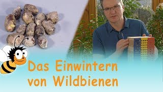 Einwintern von Wildbienen  Videotutorial  Wildbienengarten [upl. by Auroora]