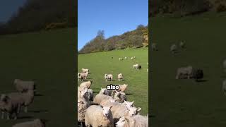 Border Collie shepherd dog leads sheep herd skillfully [upl. by Hindu278]